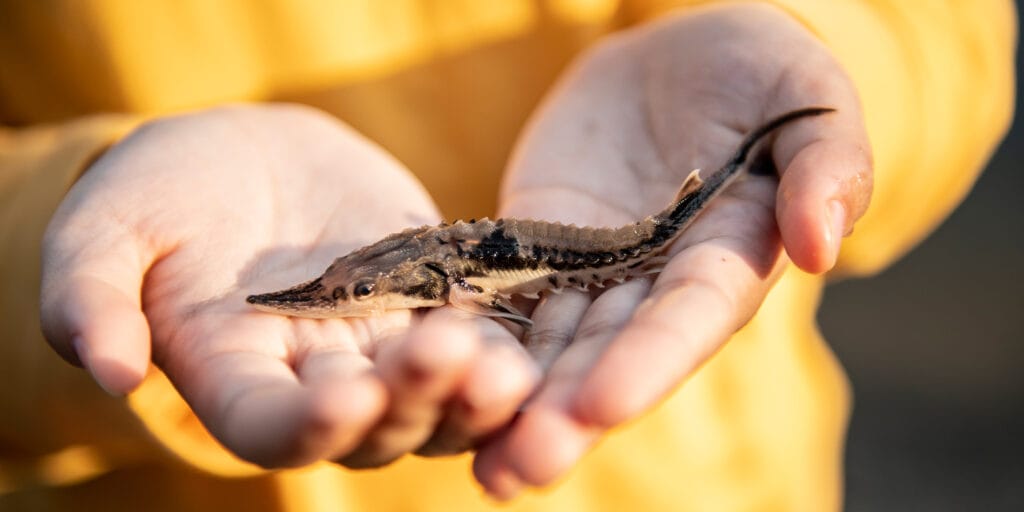 A close up of a Sturgeon.