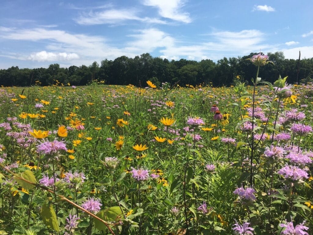 Native Grassland Management