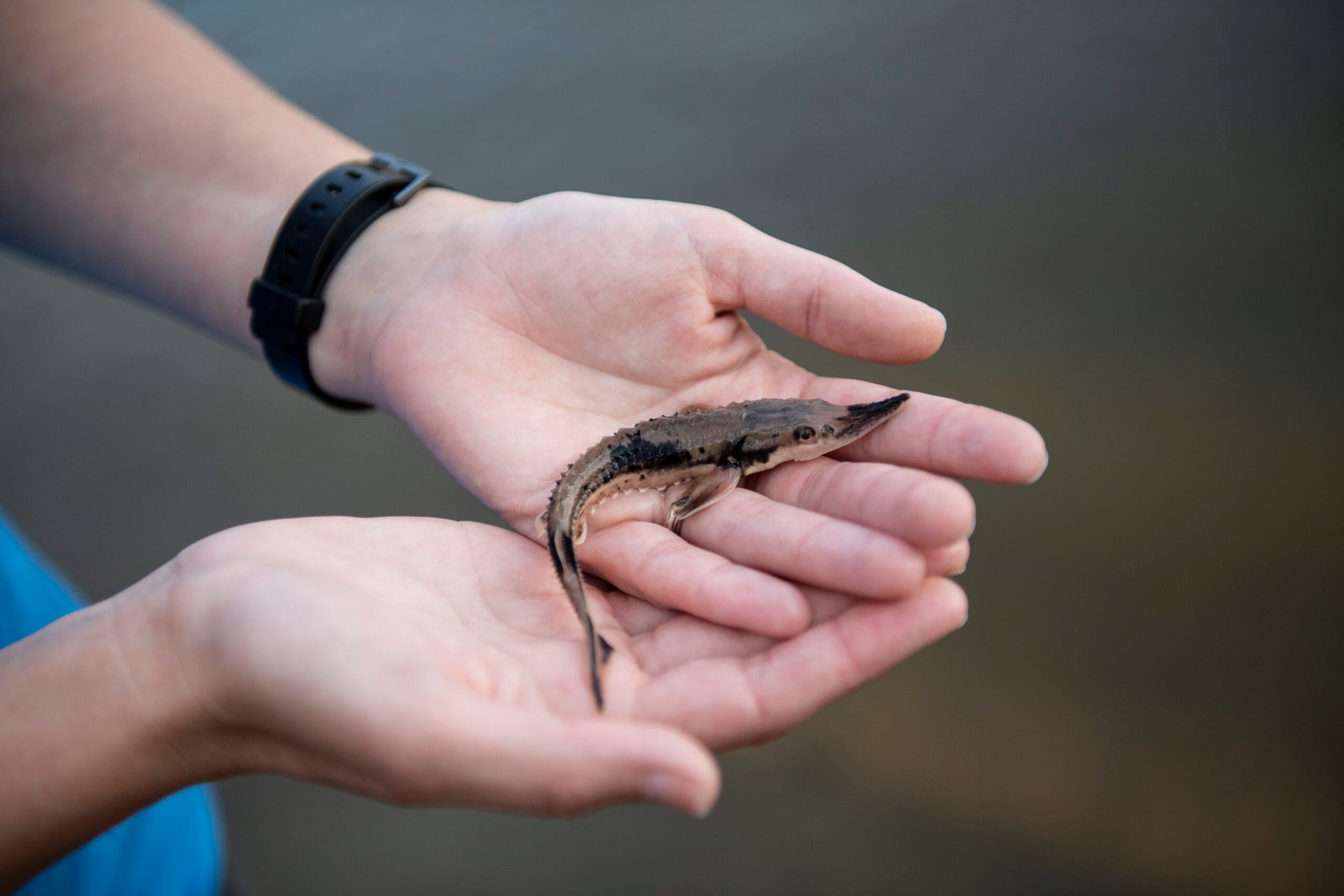 1518 NMÉ Rehabilitation