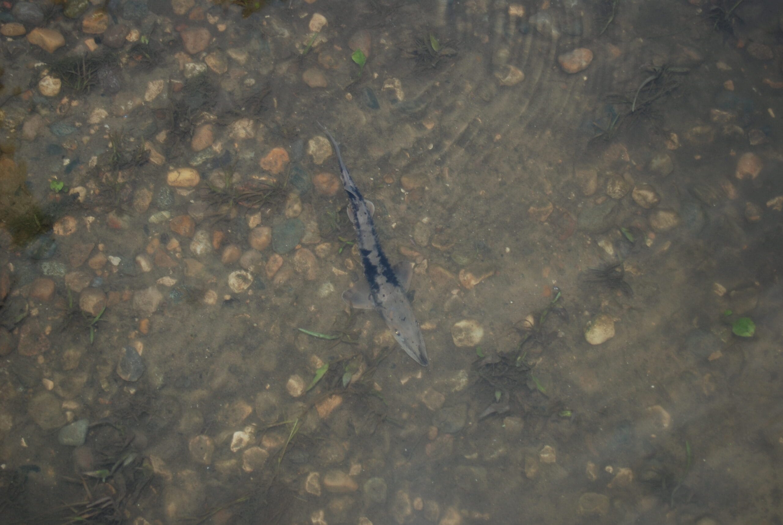 1520 NMÉ Rehabilitation