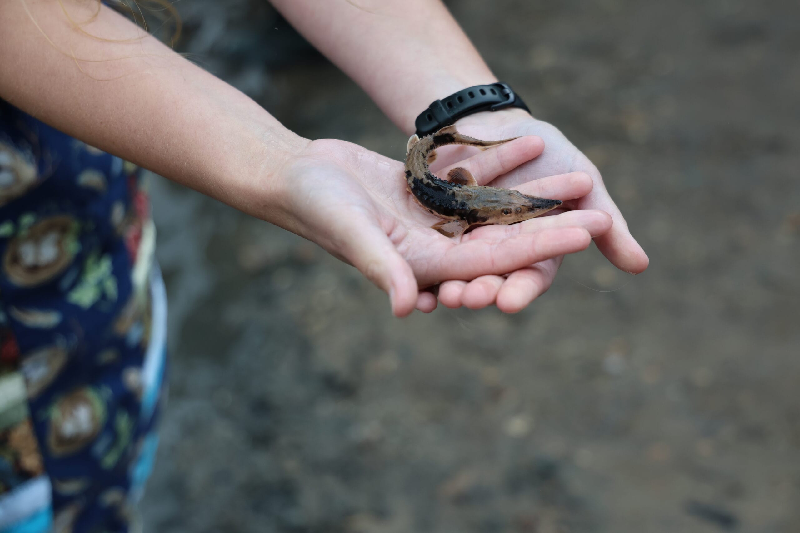 Gun Lake Tribe releases lake sturgeon into Kalamazoo River for 2025 Nmé Celebration