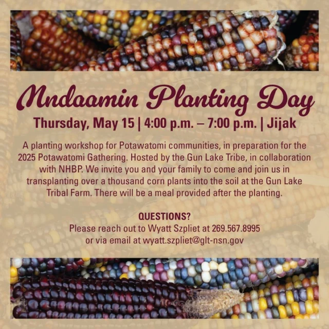 Mndaamin Planting Day
Thursday, May 15 | 4:00 p.m. – 7:00 p.m. | JijakA planting workshop for Potawatomi communities, in preparation for the 2025 Potawatomi Gathering. Hosted by the Gun Lake Tribe, in collaboration with NHBP. We invite you and your family to come and join us in transplanting over a thousand corn plants into the soil at the Gun Lake �Tribal Farm. There will be a meal provided after the planting.Questions?
Please reach out to Wyatt Szpliet at 269.567.8995 �or via email at wyatt.szpliet@glt-nsn.gov